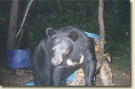  Black bear at Baiting Station