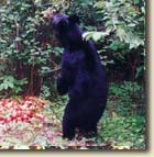 Black Bear standing up eating berries